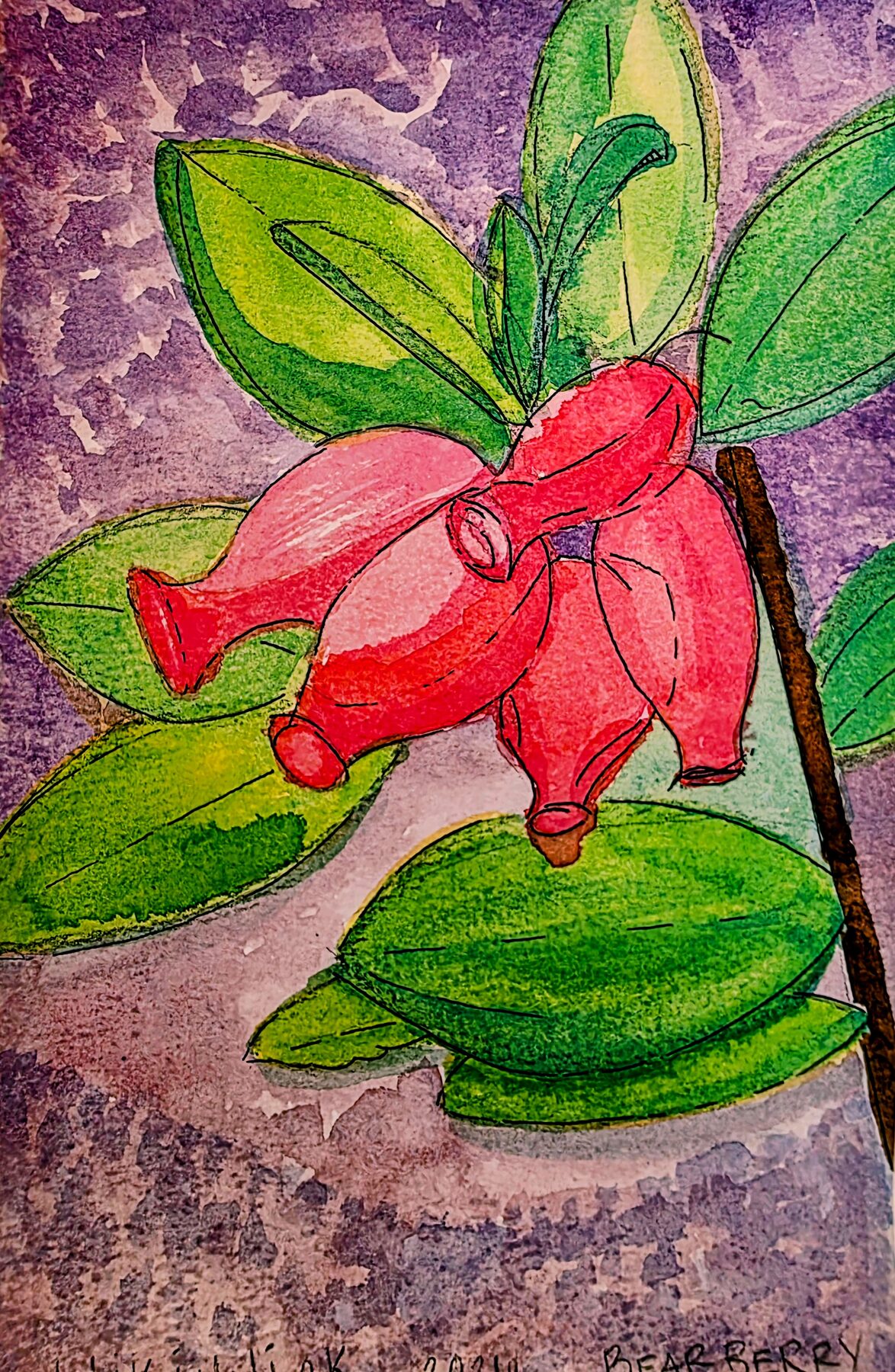 Watercolor study of kinnikinnick in bloom, pink urn-shaped bells hanging over broad green leaves